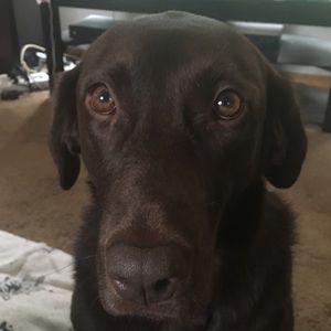 Meet your Posher, Brian